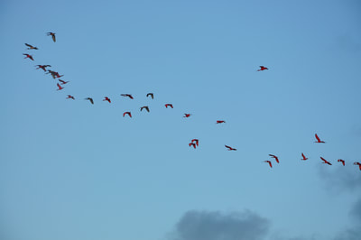 Rode en zwarte ibissen (bedreigde diersoort)